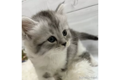 成約済の京都府のその他の猫種-80426の2枚目